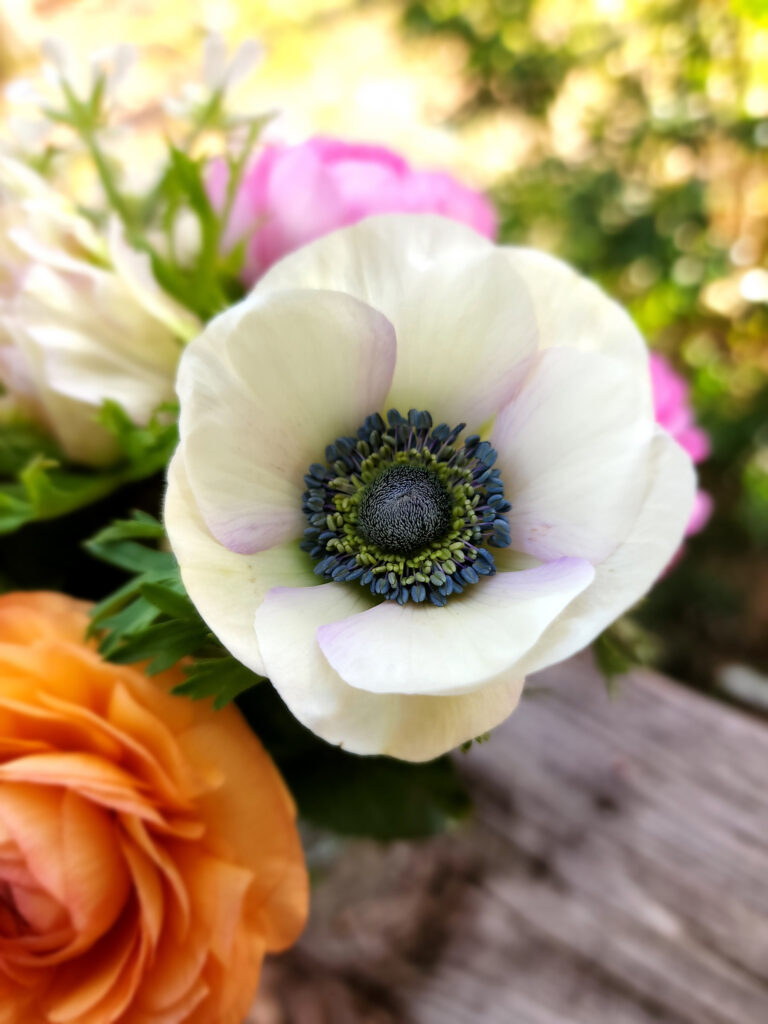 Close up of anemone flower