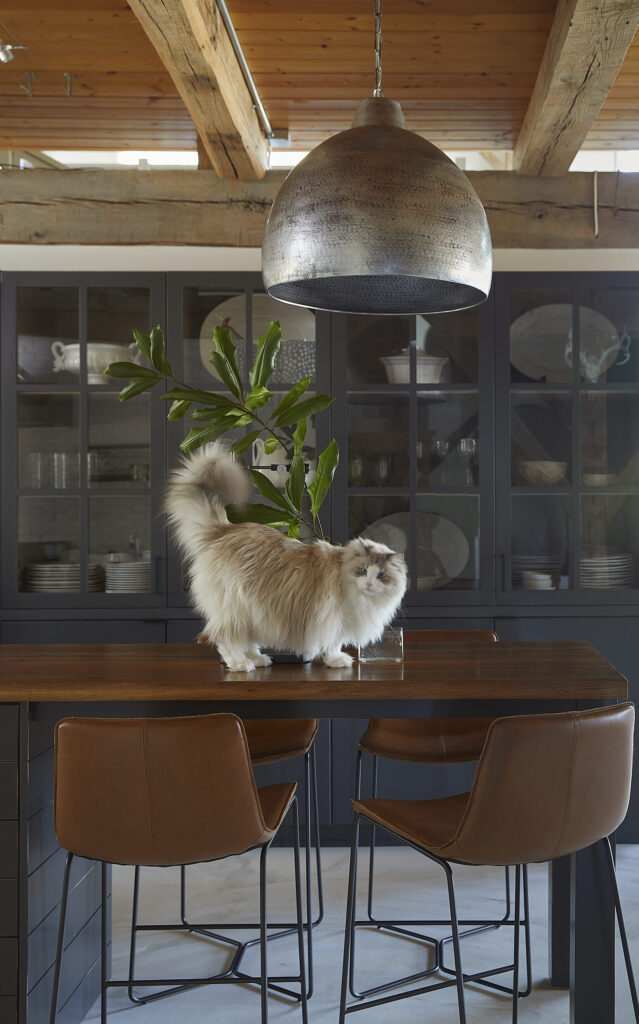 Cat standing on kitchen island what extends to a bar hight table