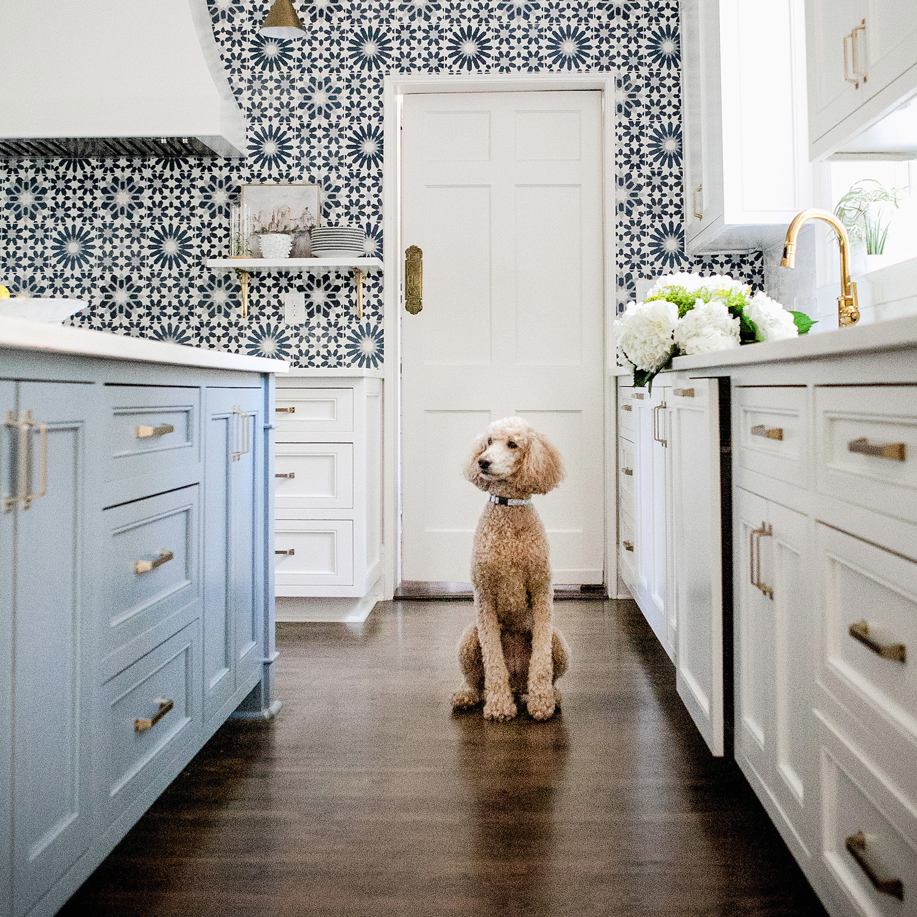 Poodle sitting in kitchen