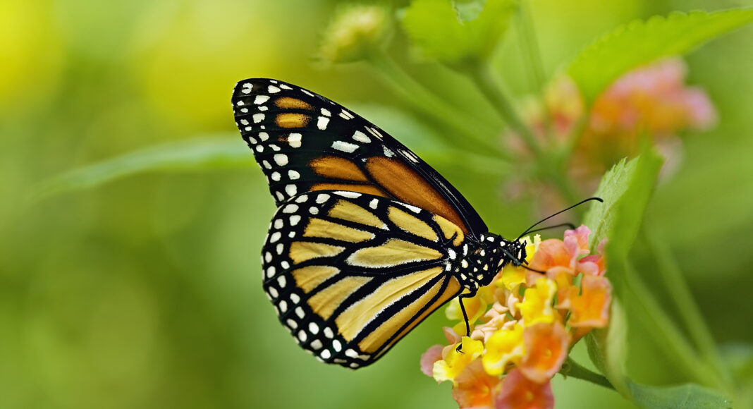 Monarch Waystation