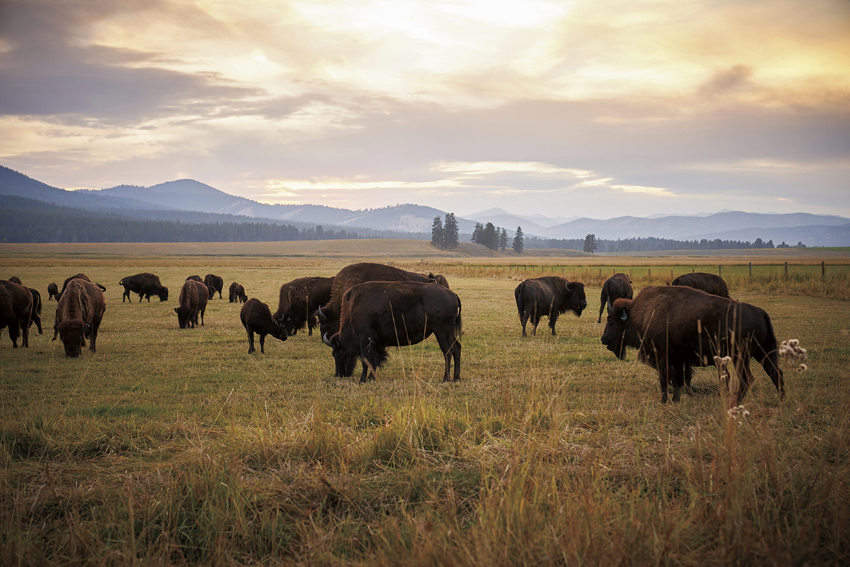 buffalo grazing in a field in Montana with mountains in the background